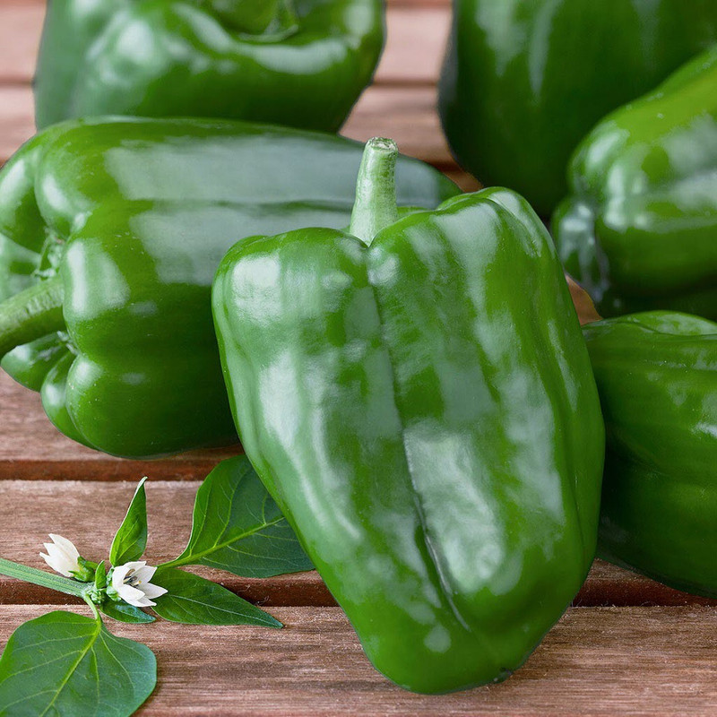 بذر فلفل دلمه ای سبز ظرافت مدل BZ3071 بذر فلفل دلمه ای سبز ظرافت مدل BZ3071