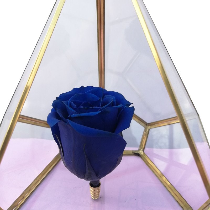 رز جاودان کد R.Z.013