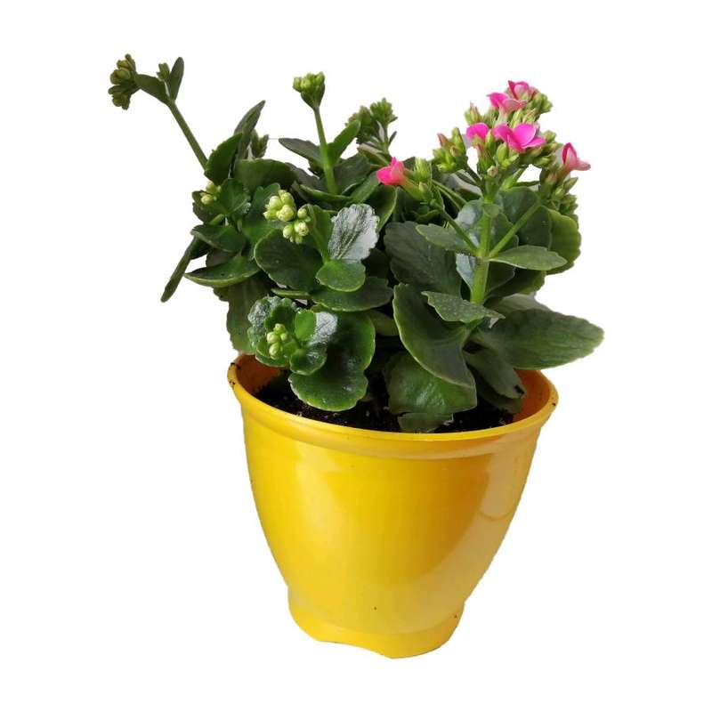 گیاه طبیعی کلانکوا کد ap03