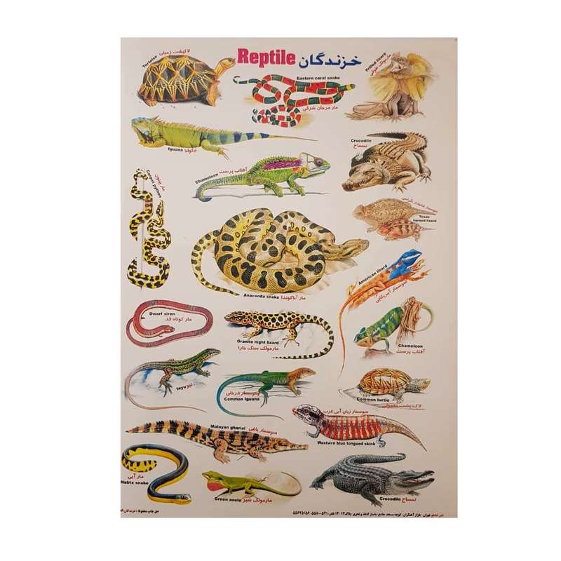 برچسب مدل خزندگان کد BK1 