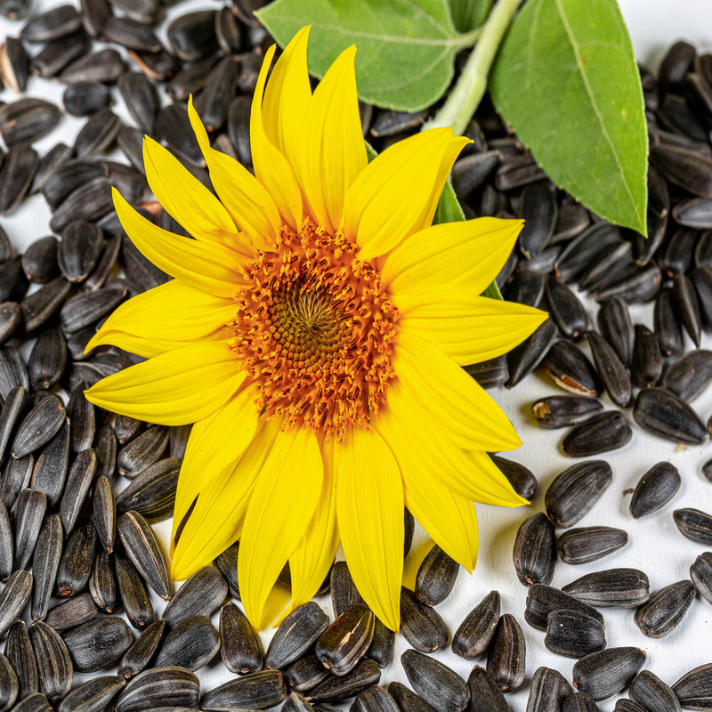 بذر تخمه آفتابگردان شمشیری سانیا سید مدل S38