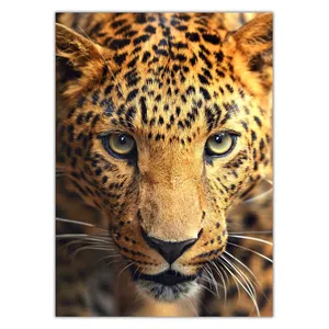 Wensoni Leopard Focus Chassis 30x40