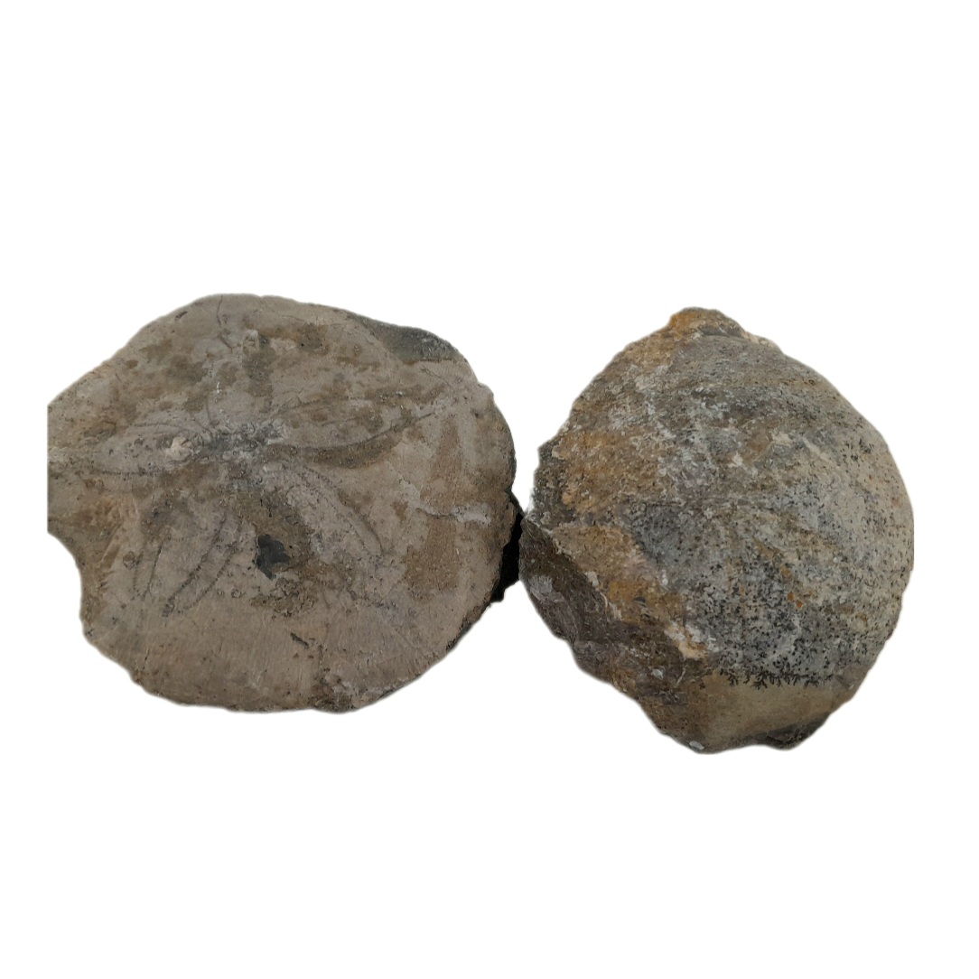 سنگ راف مدل فسیل ستاره دریایی کد 125 بسته دو عددی