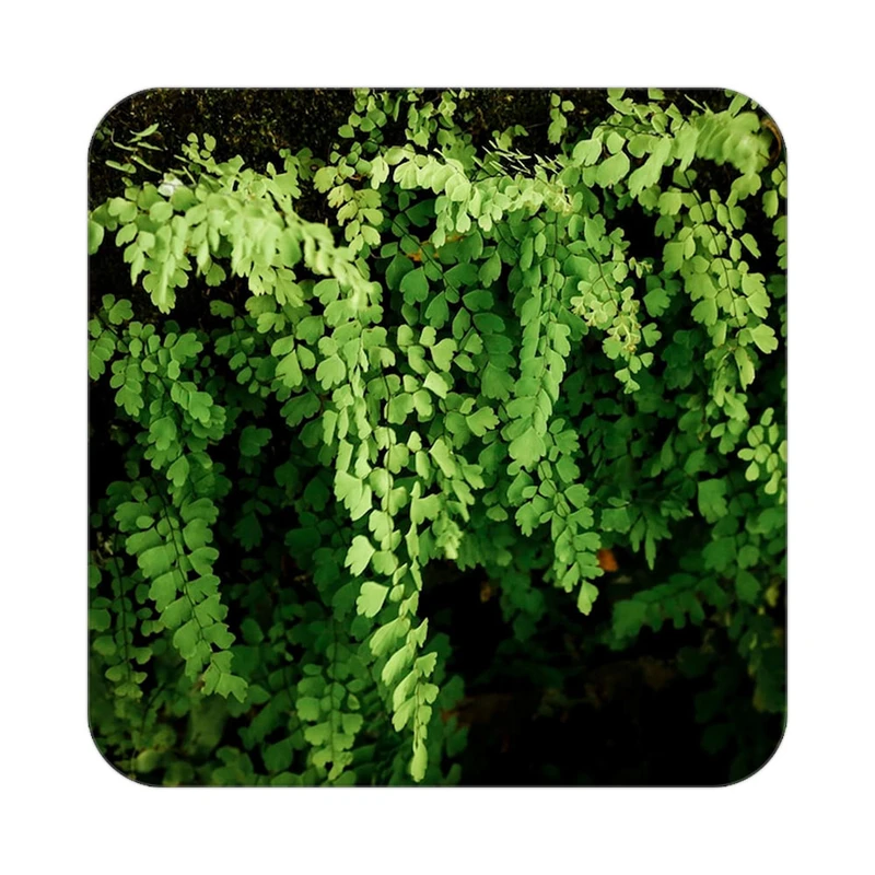 زیر لیوانی کاکتی طرح گل مدل mp16355