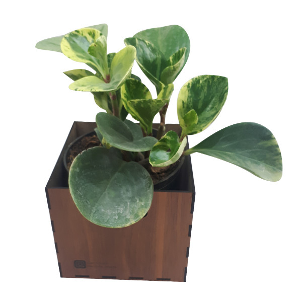 گیاه طبیعی پیرومیا ناردونه کد AB - S02