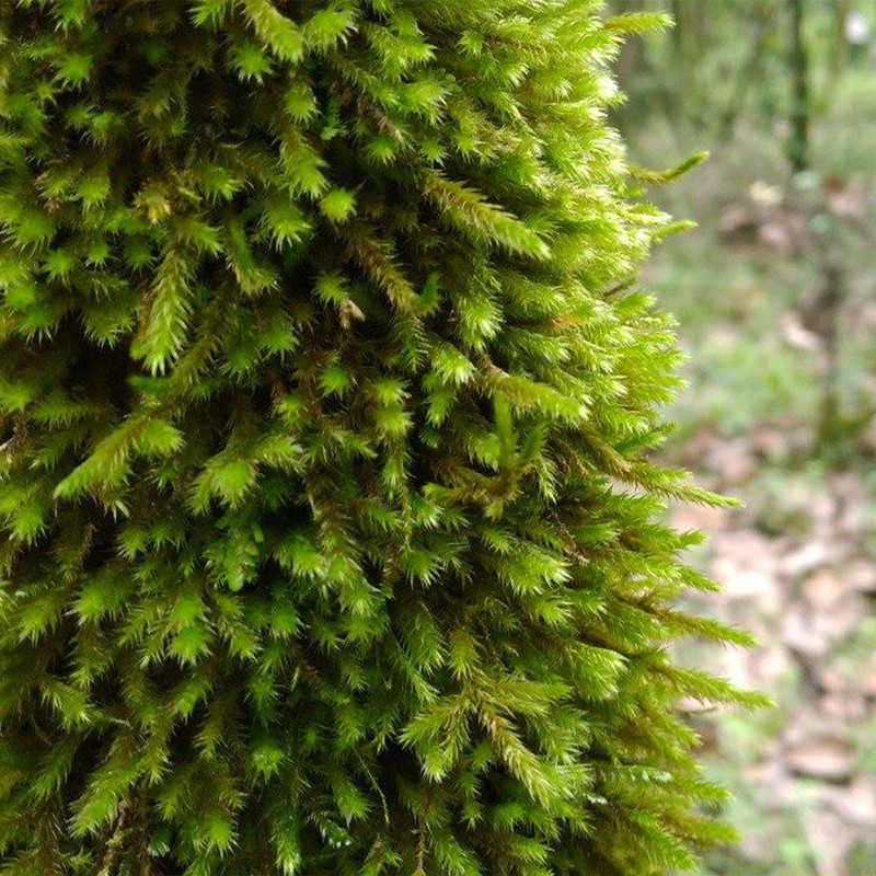 خزه مدل اسفنجی وزن 200 گرم