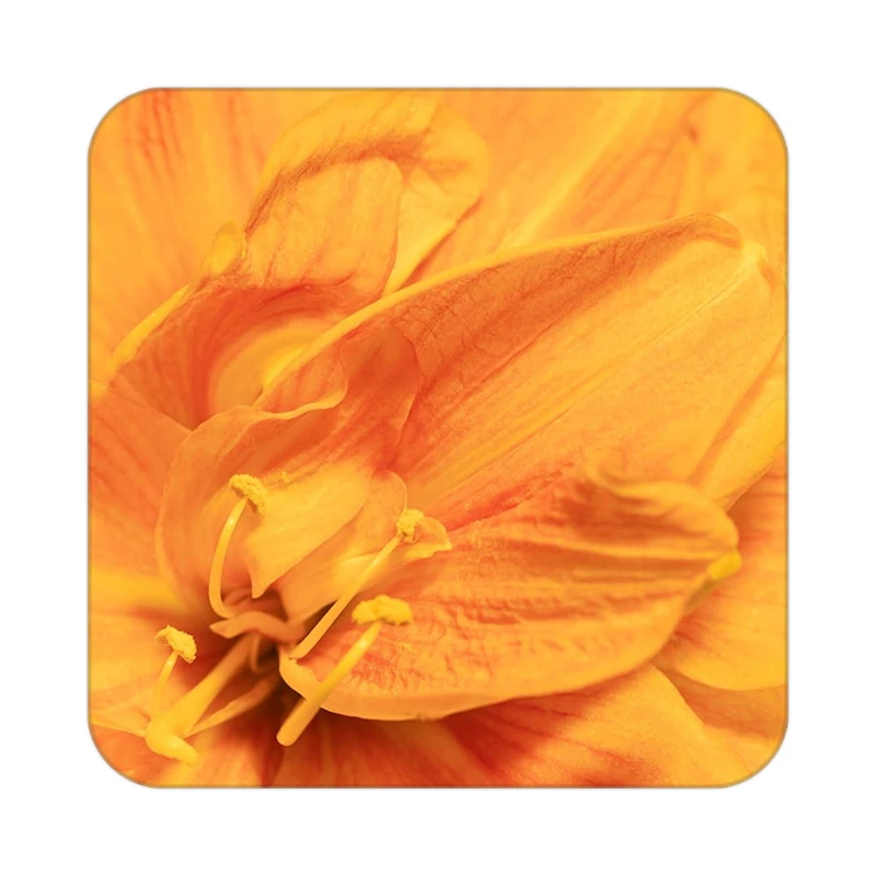 زیر لیوانی کاکتی طرح گل مدل mp18536