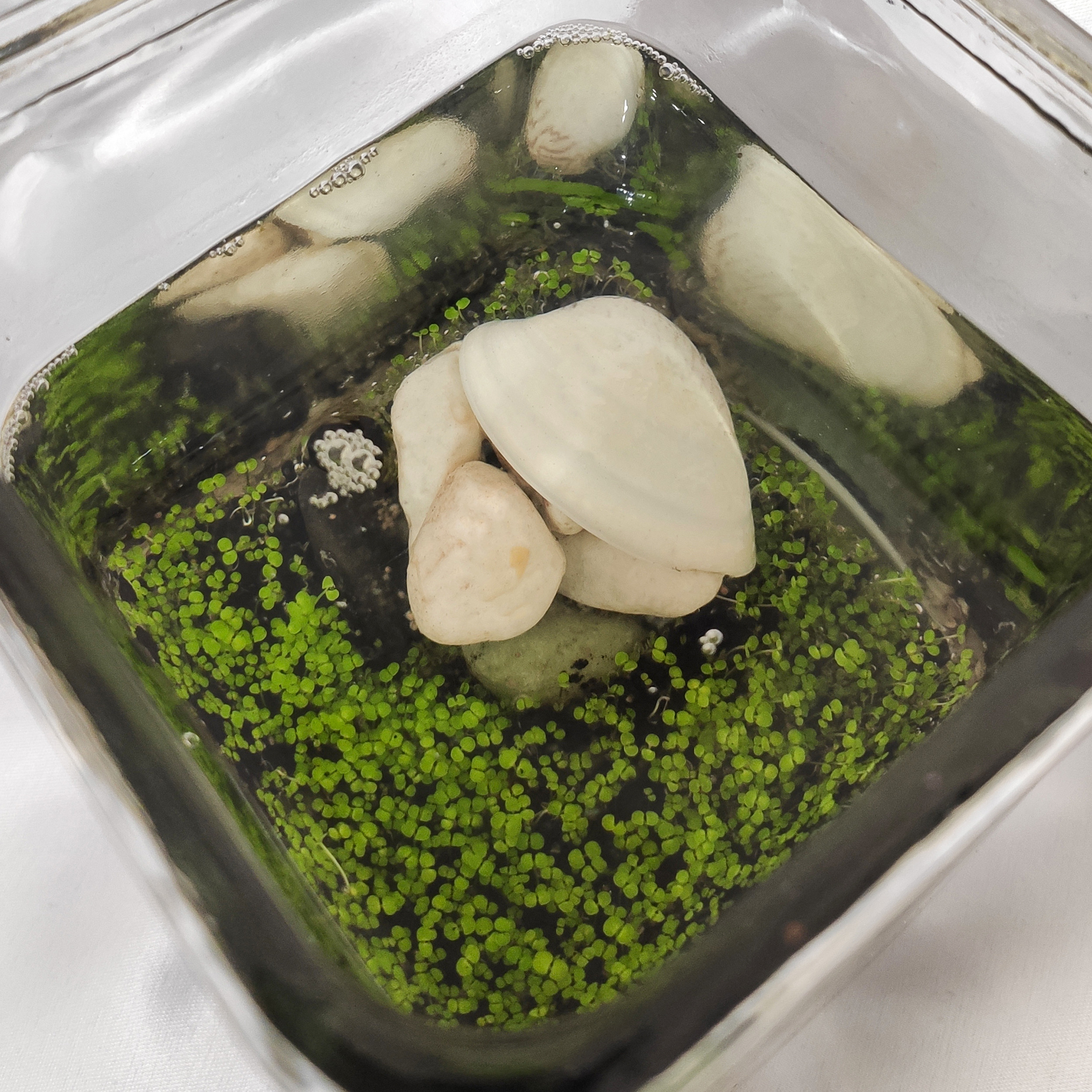 ویواریوم گیاه طبیعی کد viv-w103