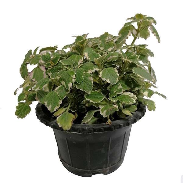 گیاه طبیعی شمعدانی عطری مدل 5161316