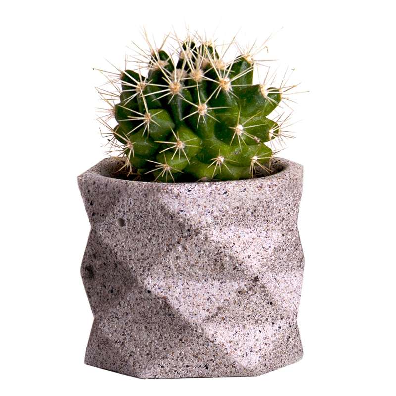 گیاه طبیعی کاکتوس لئون کد C101