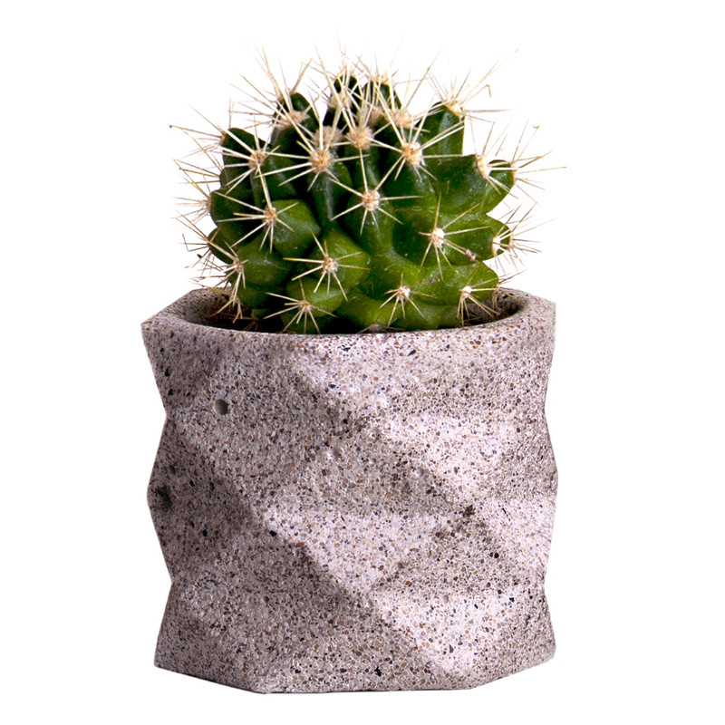 گیاه طبیعی کاکتوس لئون کد C101