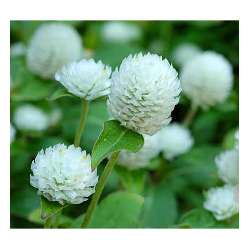 بذر گل تکمه ای پاکوتاه سفید آذر سبزینه مدل O160 بسته 3 عددی