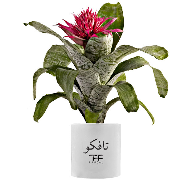 گیاه طبیعی آکمیا تافکو مدل ایکمیا کد 2x