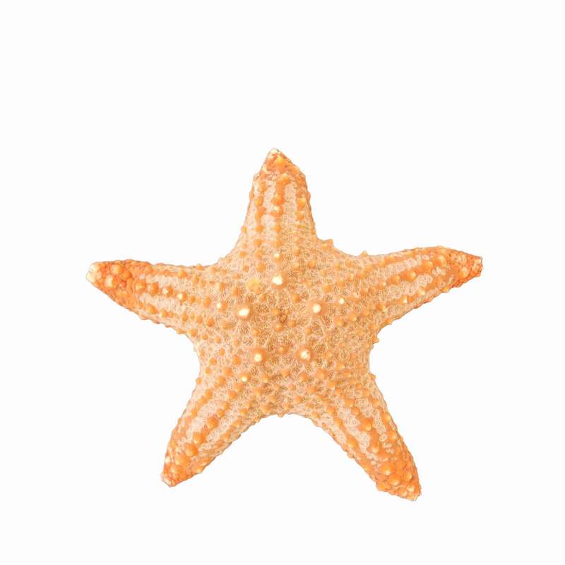 ستاره دریایی تزیینی مدل n15