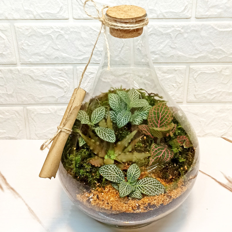 تراریوم گیاه طبیعی مدل طاووس