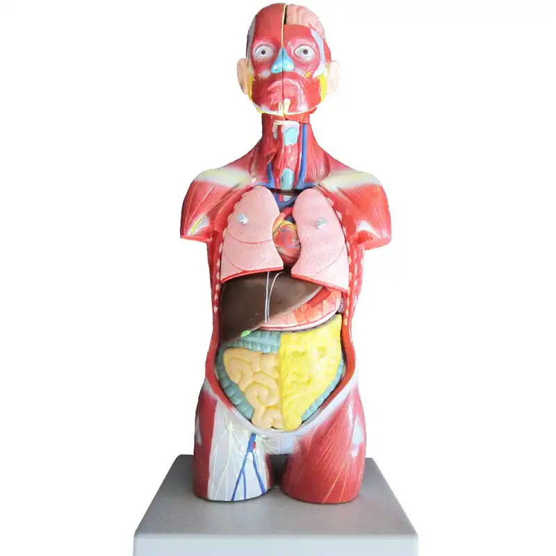 بازی آموزشی طرح مولاژ نیم تنه انسان مدل ASM05