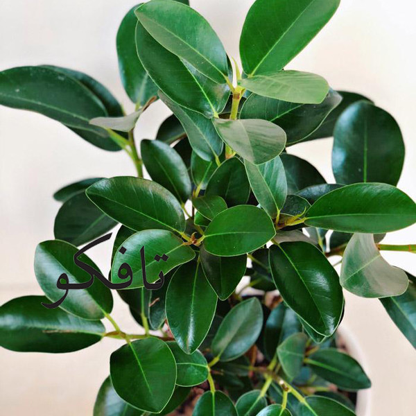 گل طبیعی فیکوس جنگلی تافکو کد 2030