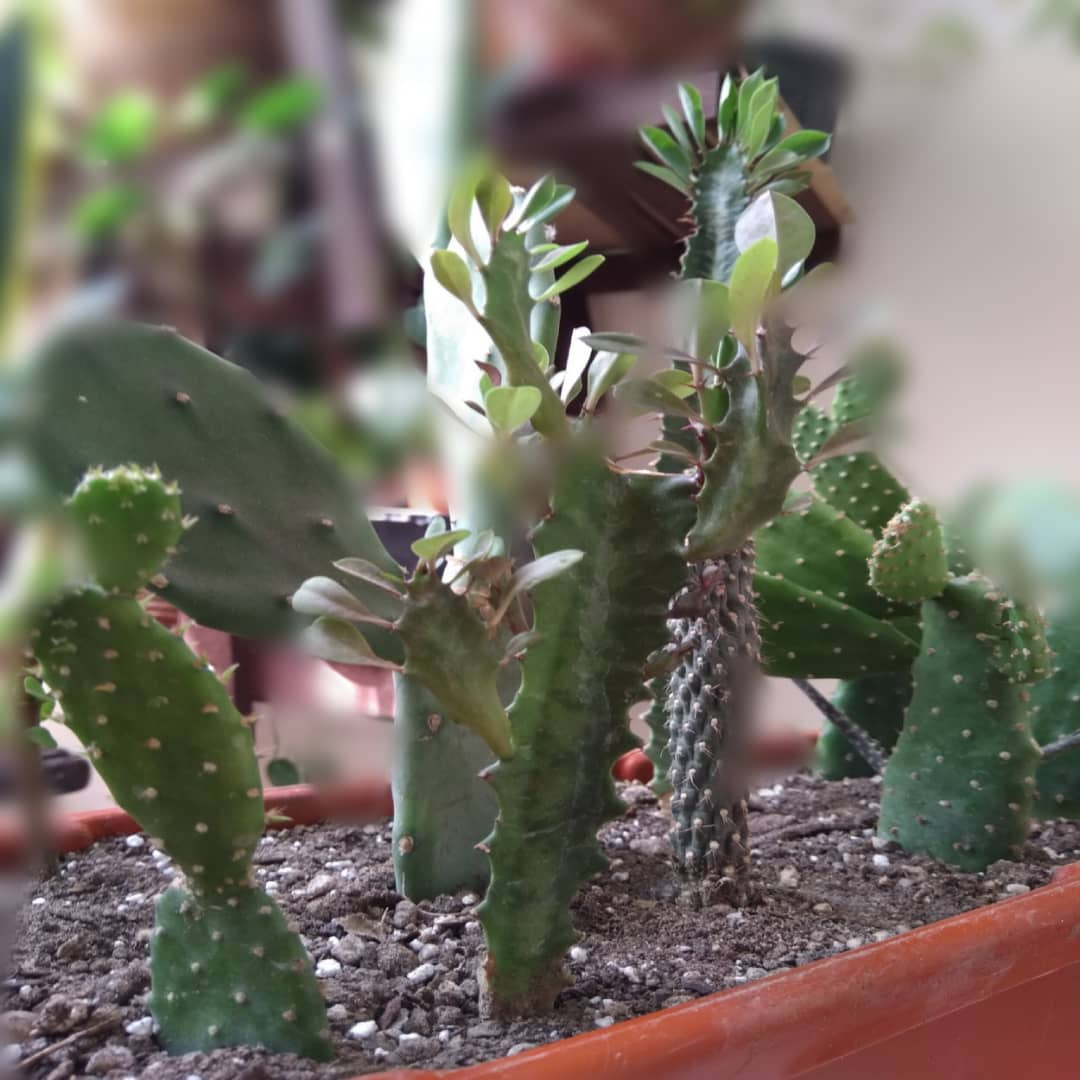 گیاه طبیعی افوربیا و اپونتیا مدل جنگل کاکتوس کد 0114 گیاه طبیعی افوربیا و اپونتیا مدل جنگل کاکتوس کد 0114