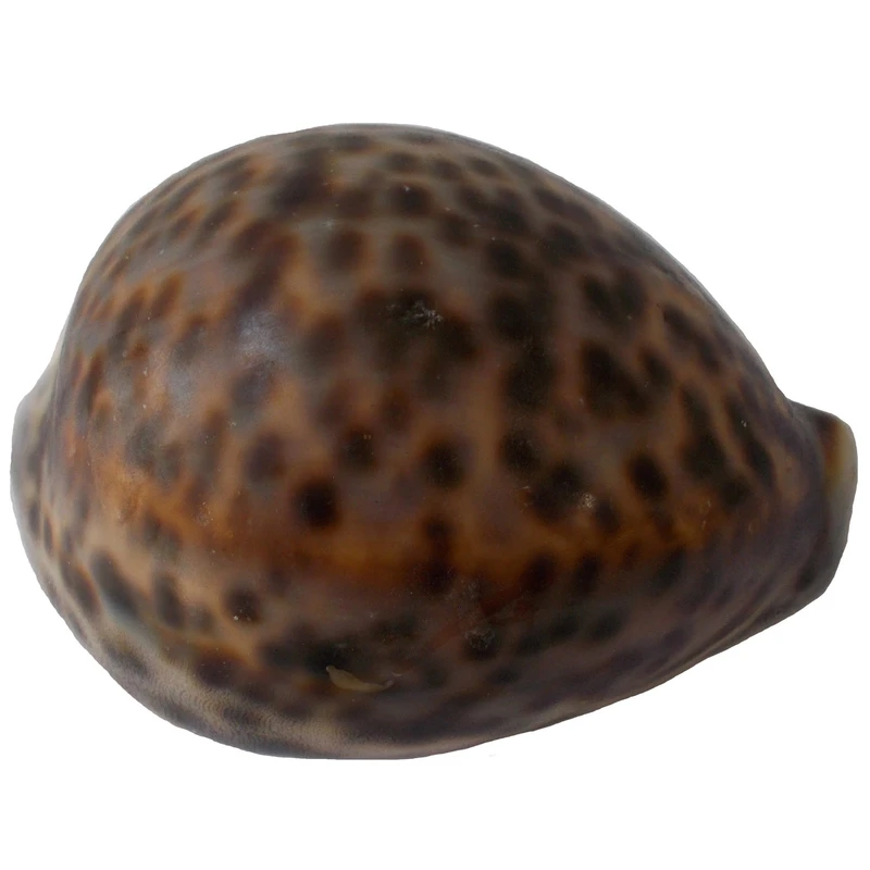 صدف تزئینی مدل RS493 