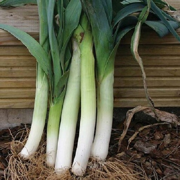 بذر تره فرنگی جی پی سید مدل GP1396