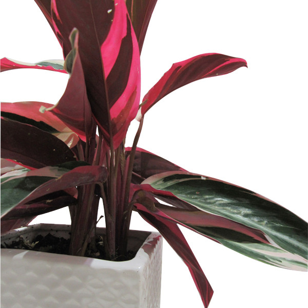 گیاه طبیعی مارانتا کد GH - M01