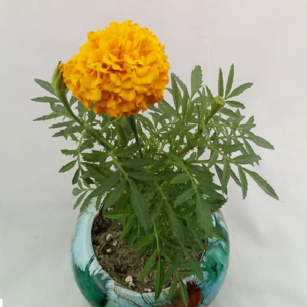 گیاه طبیعی گل جعفری مدل J001