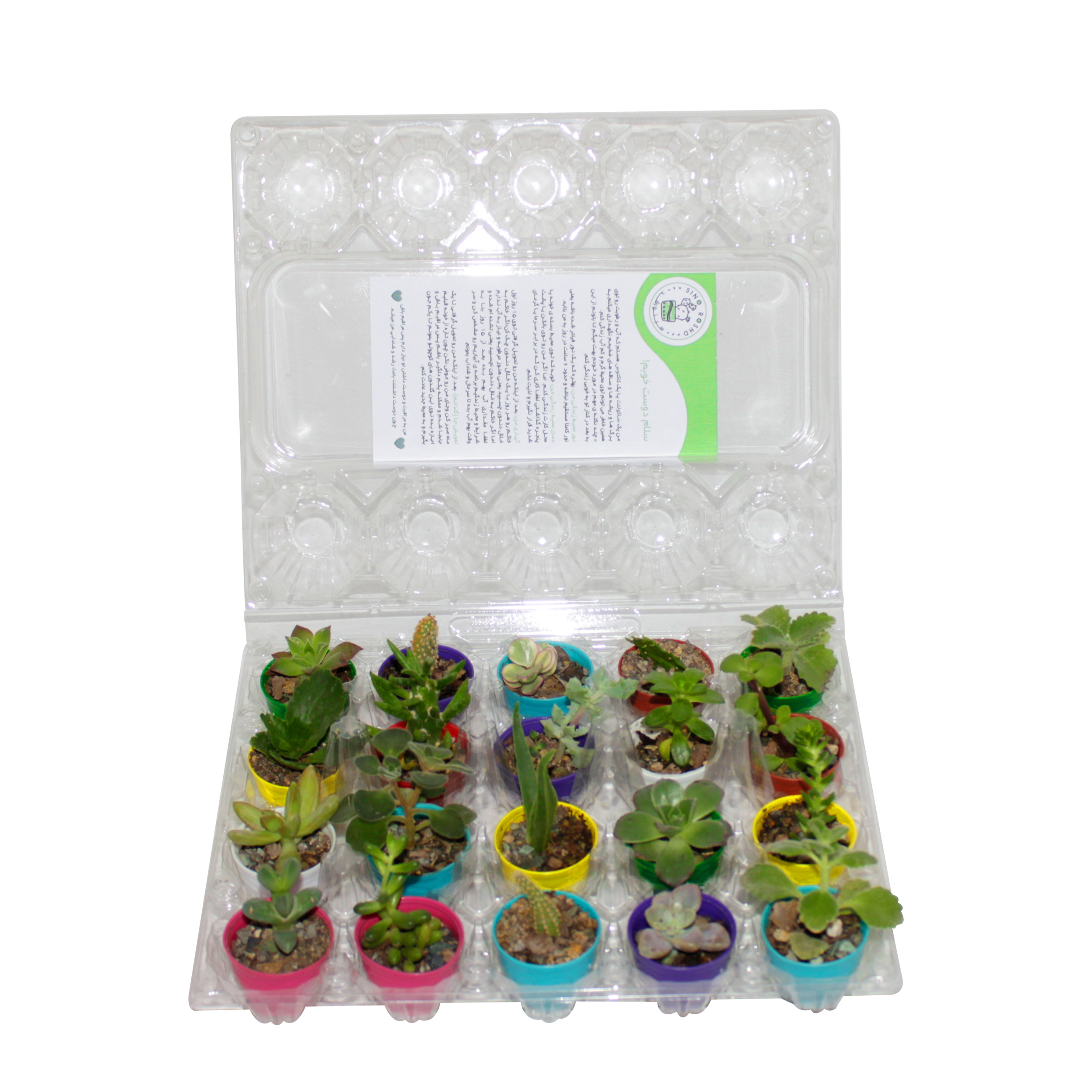 گیاه طبیعی سینورشد کاکتوس و ساکولنت انگشتی کد CS20 بسته 20 عددی گیاه طبیعی سینورشد کاکتوس و ساکولنت انگشتی کد CS20 بسته 20 عددی