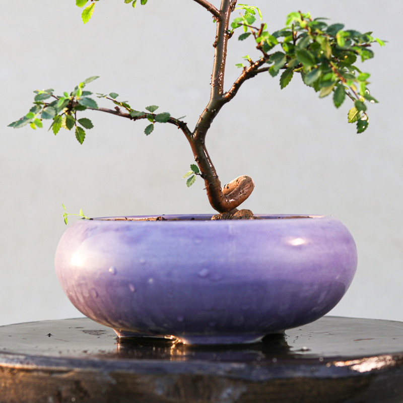 گیاه طبیعی بونسای نارون مدل سیجو گیاه طبیعی بونسای نارون مدل سیجو