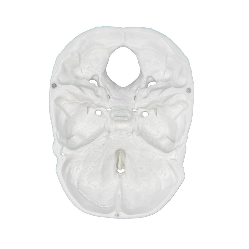 بازی آموزشی مدل جمجمه 3 تکه