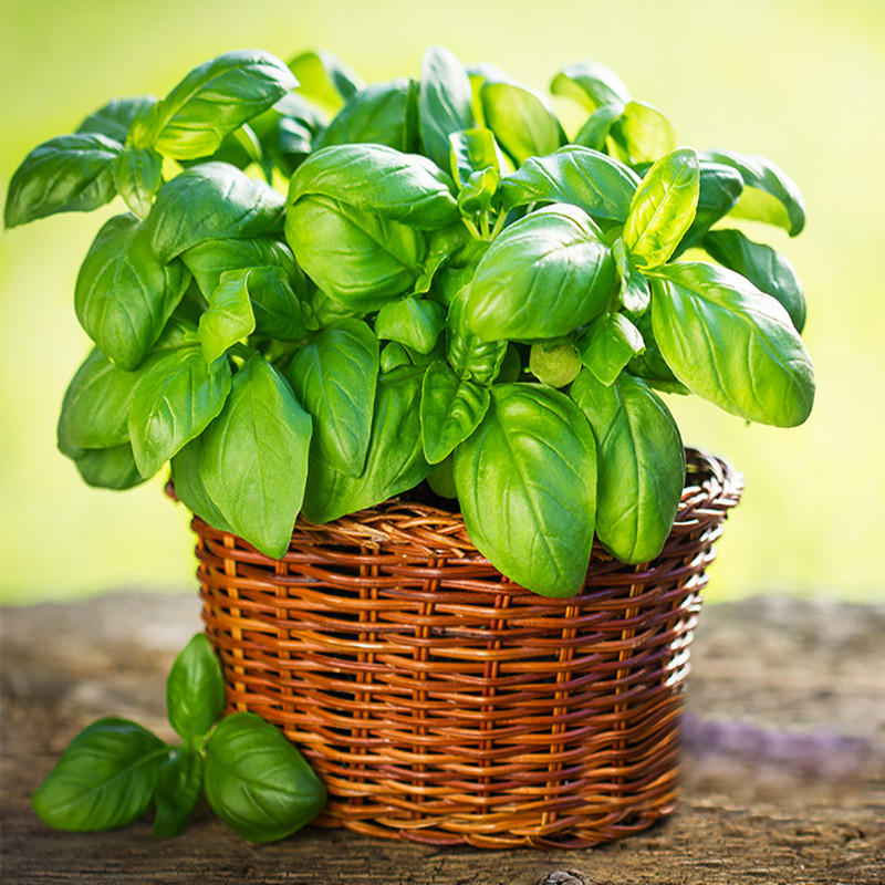 بذر ریحان سبز وانیا سید کد S12 مجموعه 3 عددی