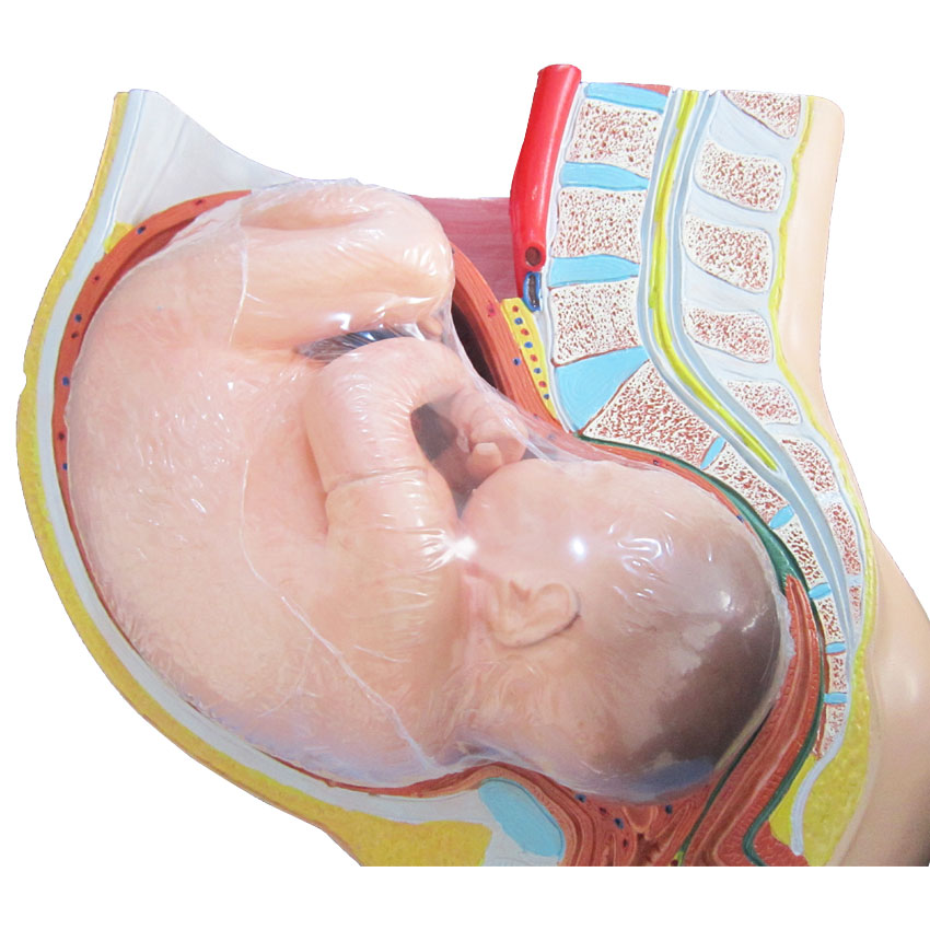 بازی آموزشی طرح مولاژ حاملگی جنین در رحم مدل ASM63 -  - 2