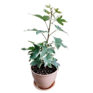 گیاه طبیعی آرالیا ابلق مدل F-36