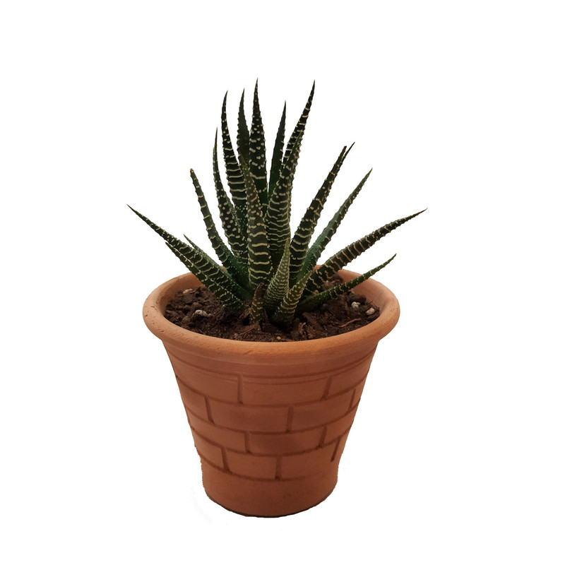 گیاه طبیعی کاکتوس هاورتیا کد pg_21