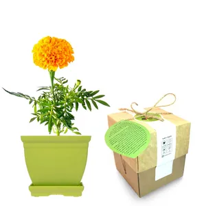 مجموعه کاشت گلدونه گل جعفری
