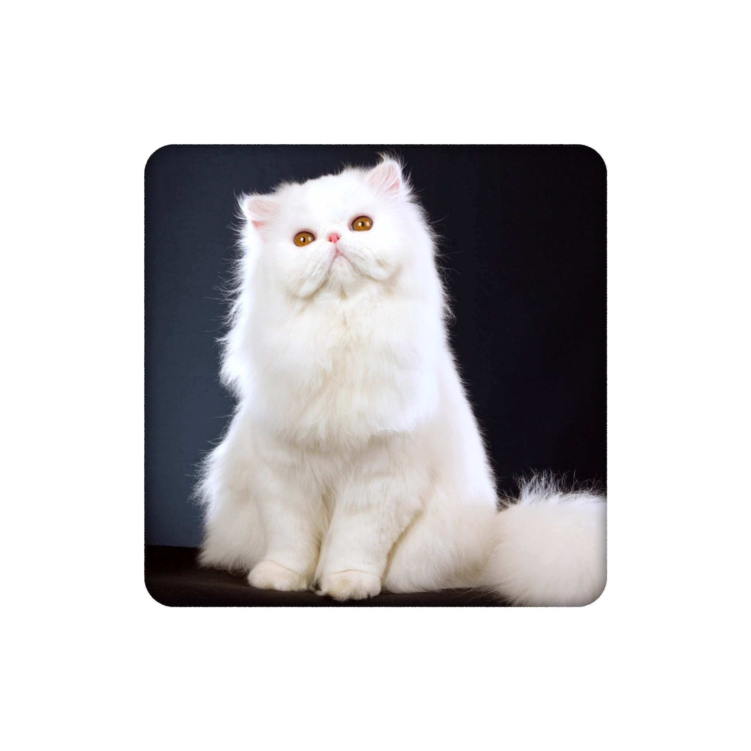 زیرلیوانی طرح گربه پرشین سفید کد 1737357