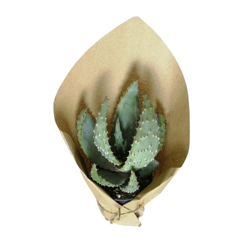 گیاه آلوئه ورا کد qq03 گیاه آلوئه ورا کد qq03