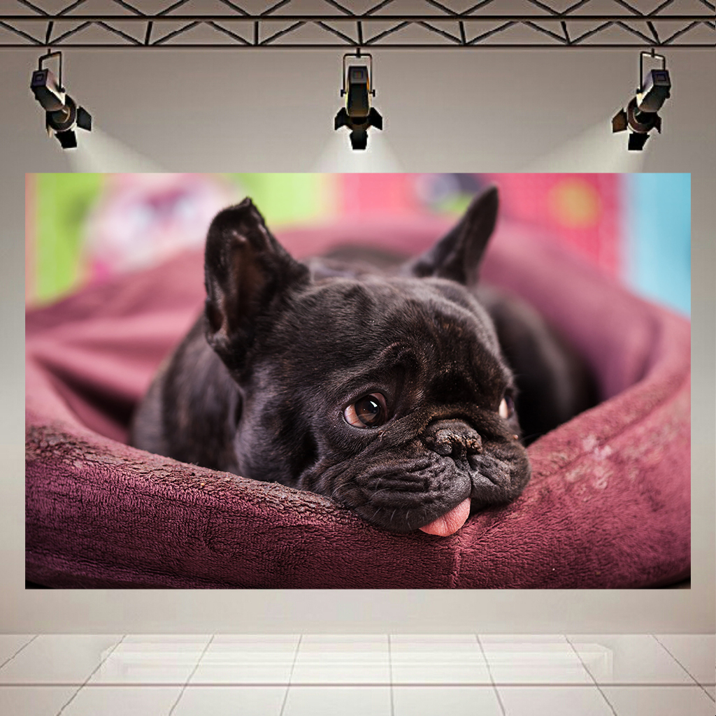 استیکر طرح سگ بامزه مدل French Bulldog کد AR1199