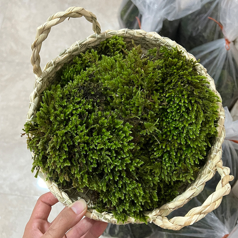 خزه مدل اسفنجی وزن 500 گرم