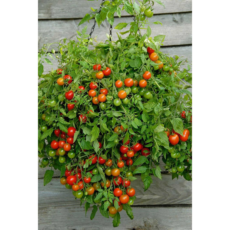 بذر گوجه قرمز گیلاسی پاکوتاه گلدانی فصل سبز کد FSSEED-047