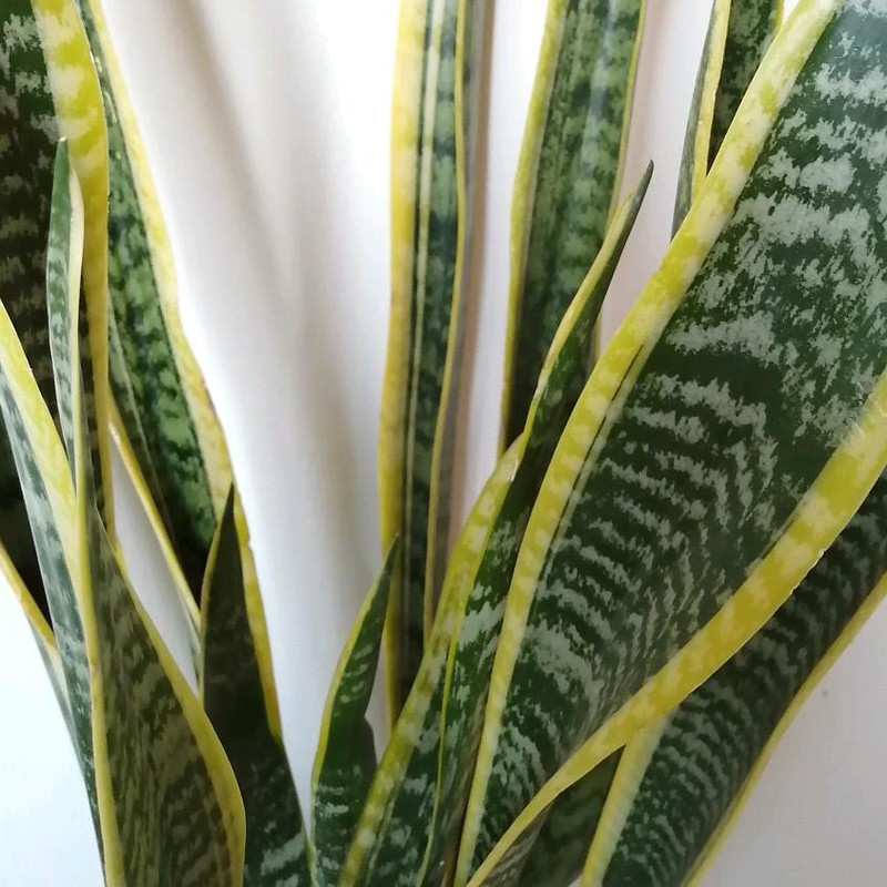 گیاه طبیعی سانسوریا ابلق کد zz02 گیاه طبیعی سانسوریا ابلق کد zz02