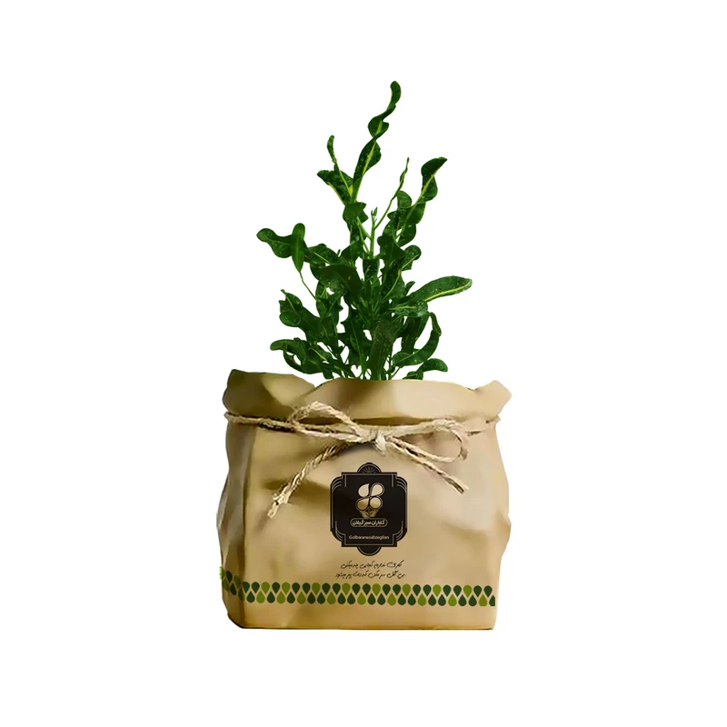 گیاه طبیعی کروتون رشته ای ابلق شرکت گلباران سبز گیلان مدل GN13-2FKA