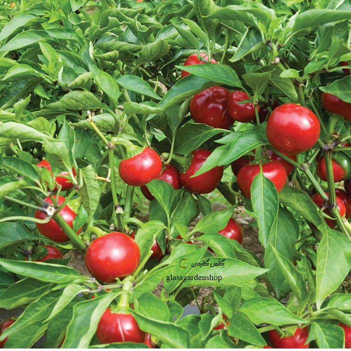 بذر فلفل گیلاسی چری گرد قرمز تند مدل GL15 بذر فلفل گیلاسی چری گرد قرمز تند مدل GL15