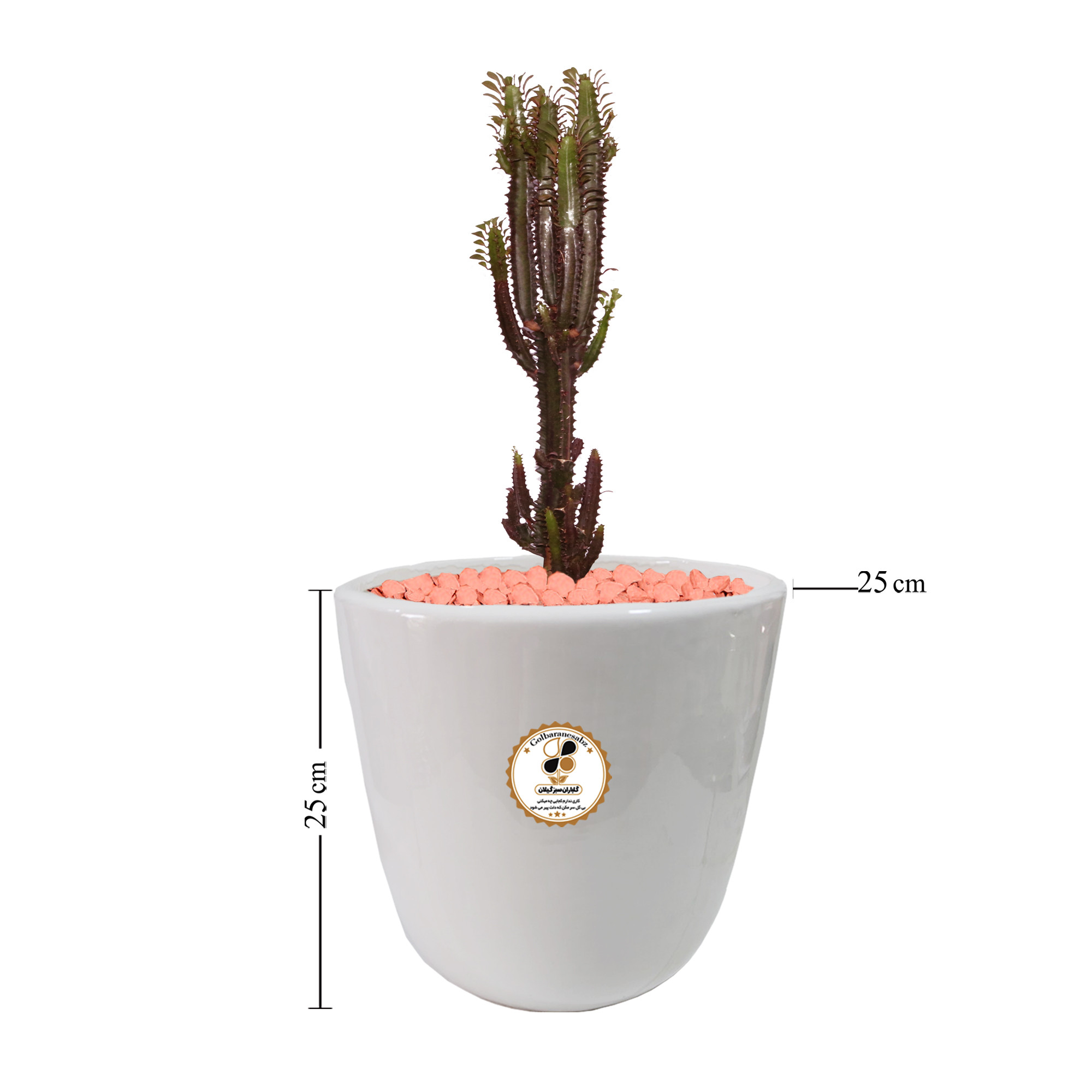 گیاه طبیعی افوربیا قرمز شرکت گلباران سبز گیلان مدل GN12-37RL