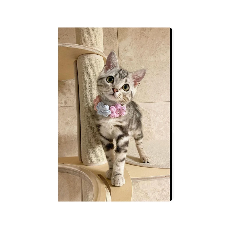 تابلو شاسی عرش مدل فانتزی گربه کد As3107