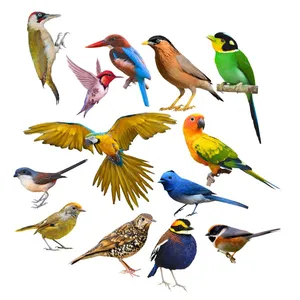 Zhivar Beautiful Birds Sticker