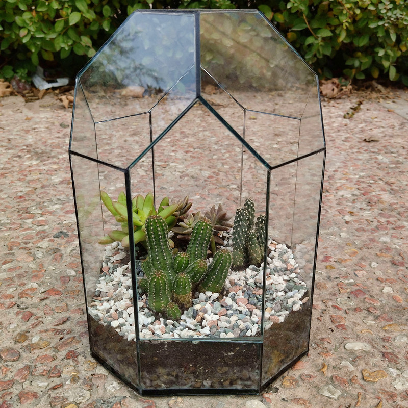 تراریوم گیاه طبیعی کاکتوس و ساکولنت مدل  چند ضلعی کد 20