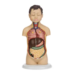 Human Torso Educational Game