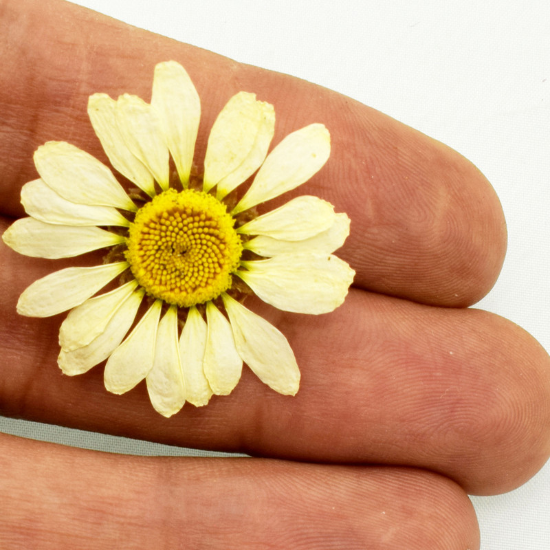 گل خشک نورالند مدل بابونه کد B2 مجموعه 10 عددی