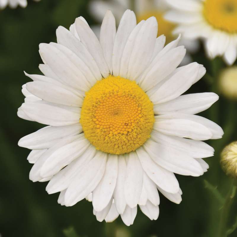 کاغذ کادو طرح گل بابونه کد 131 بسته 5 عددی 