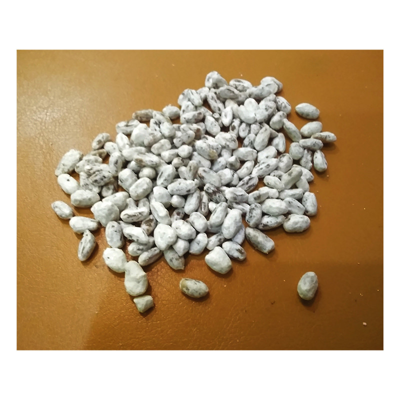 بذر قارچ صدفی کد M1